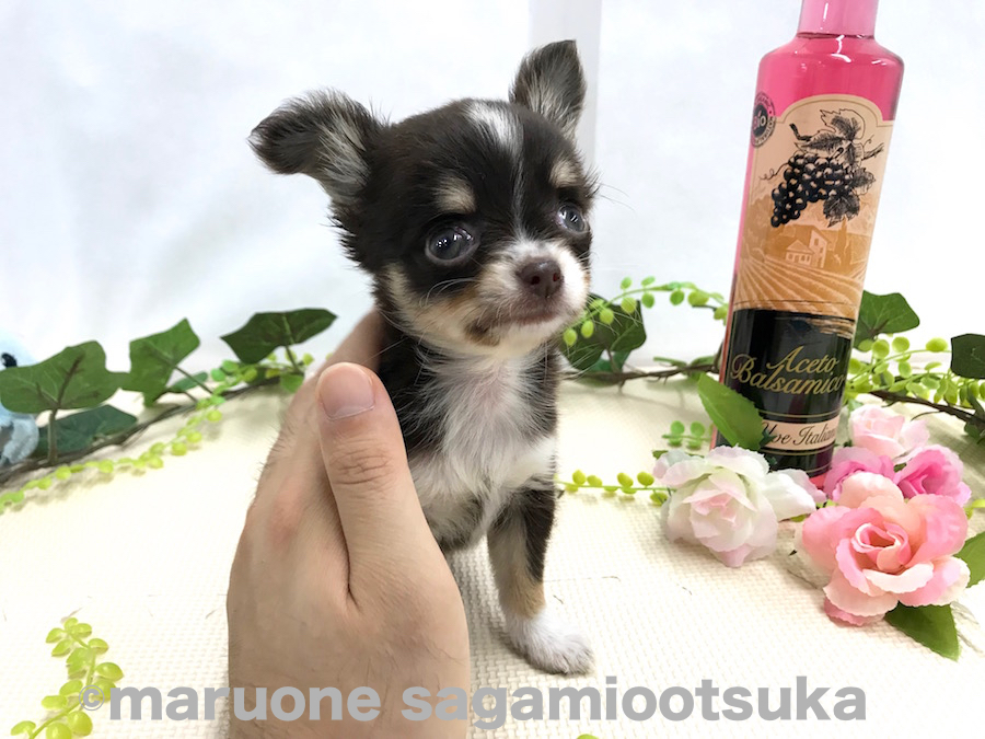 リラックスして眠そう | チワワ ロングコート （814471） - ペットショップ マルワン相模大塚 神奈川県大和市