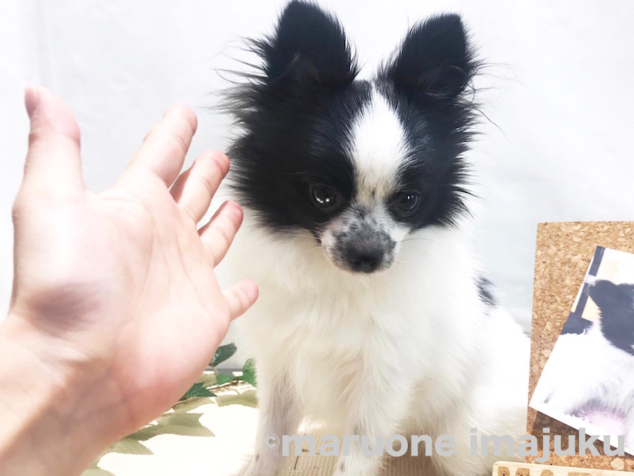 小顔なチワポメちゃん | MIX犬 チワワ × ポメラニアン （120099） - ペットショップ マルワン今宿 神奈川県横浜市旭区