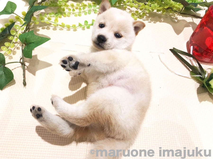 眠りから覚めた白豆ちゃん | 豆柴 （120122） - ペットショップ マルワン今宿 神奈川県横浜市旭区