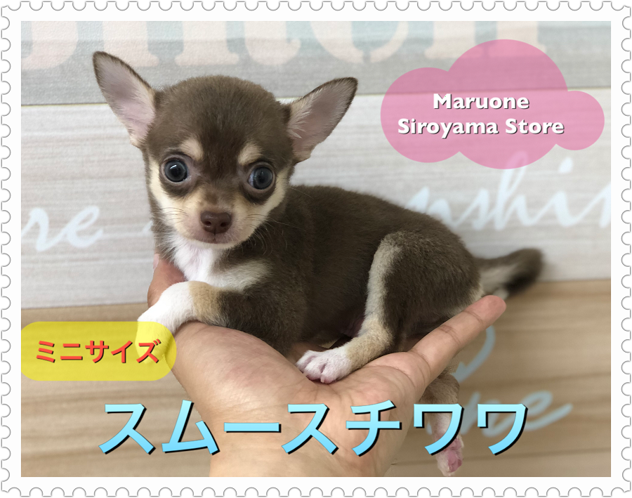 【ミニチワワ・スムースコート】天使の様な可愛らしさ♡希少なチョコタンスムチを超速レビュー！：ペットショップ ペッツワン城山店｜子犬情報｜NO.118254（神奈川県相模原市）