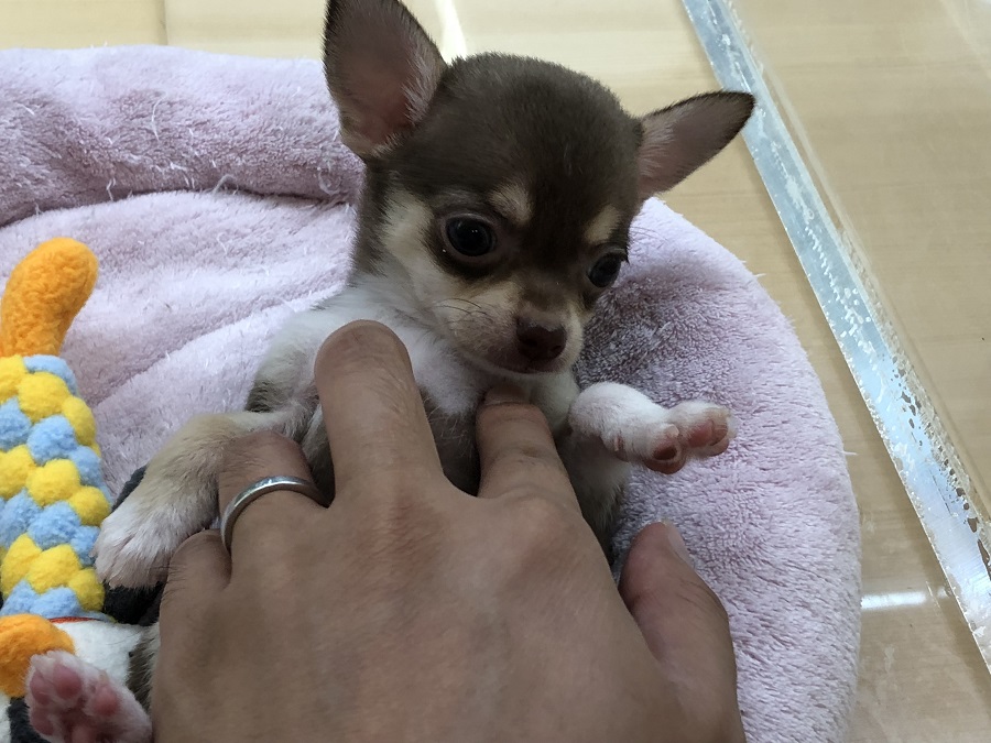 仰向けのヘソ天ポーズは従順な証 | チワワ スムースコート （118254） - ペットショップ ペッツワン城山 神奈川県相模原市
