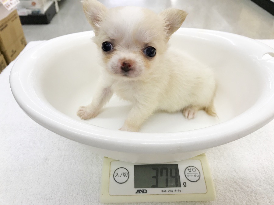 生後60日で体重374g! | 極小 チワワ (117158) - ペットショップ マルワン鎌ヶ谷 千葉県鎌ヶ谷市北初富