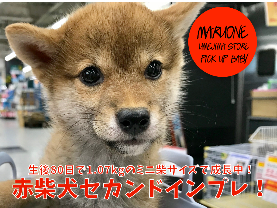 【 小さめ 赤柴 】生後80日で1.07kgのミニ柴サイズで成長中！：ペットショップマルワン梅島店（東京都足立区）｜子犬情報No.119121