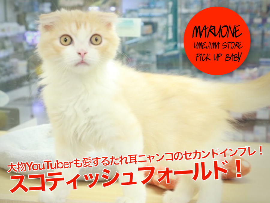 【 スコティッシュ・フォールド 】大物YouTuberも愛するたれ耳ニャンコのセカンドインプレ！：ペットショップマルワン梅島店(東京都足立区)子猫情報！No.119110