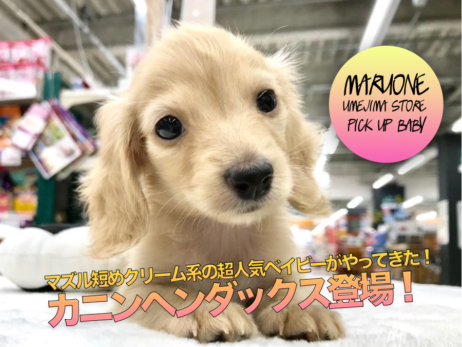 【カニンヘン・ダックスフント】マズル短めクリーム系の超人気ベイビーがやってきた!:ペットショップマルワン梅島店(東京都足立区)|オススメ子犬情報No.119123