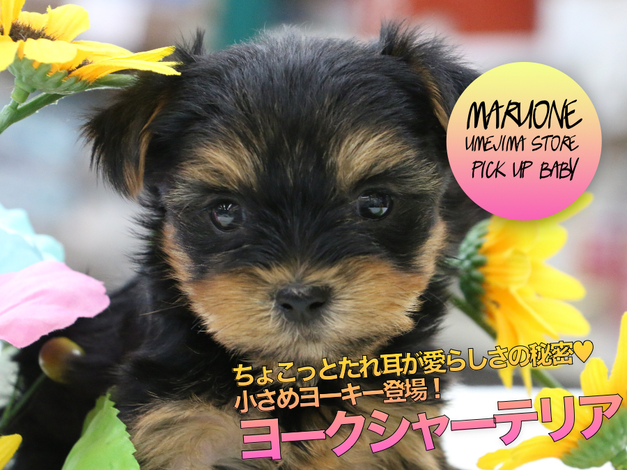 【ヨークシャーテリア】ちょこっとたれ耳が愛らしさの秘密♥小さめヨーキー登場！：ペットショップ マルワン梅島店（東京都足立区）｜子犬情報！No.119117