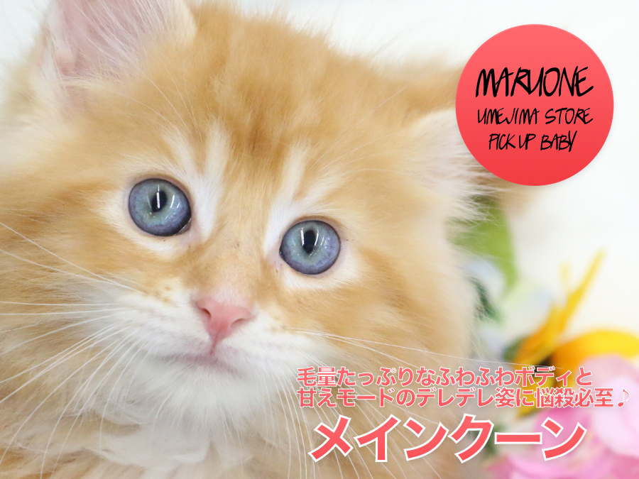 【メインクーン】その人気は世界でもトップレベル！！毛量たっぷりなふわふわボディと甘えモードのデレデレ姿に悩殺必至♪：ペットショップマルワン梅島店（東京都足立区）子猫情報！No.119119