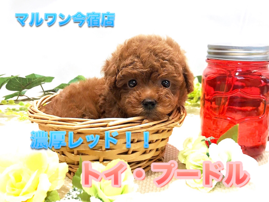 【 タイニーサイズ トイ・プードル 】生後60日で503g！小さめ濃厚レッドの癒し系プードルちゃんの得意技を限定公開！：ペットショップマルワン今宿店（神奈川県横浜市）｜子犬情報No.120121