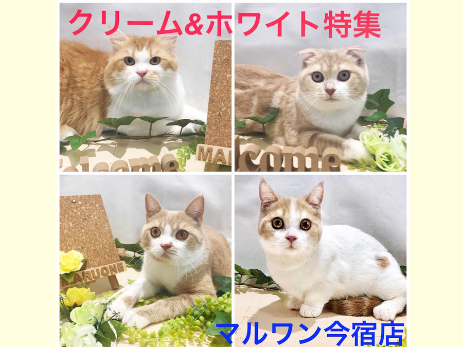 【猫特集！】淡い毛色のクリーム系カラーの猫ちゃんたちを一挙ご紹介♪これを見てチャームポイントを知っちゃおう！：ペットショップマルワン今宿店（横浜市）｜子猫情報