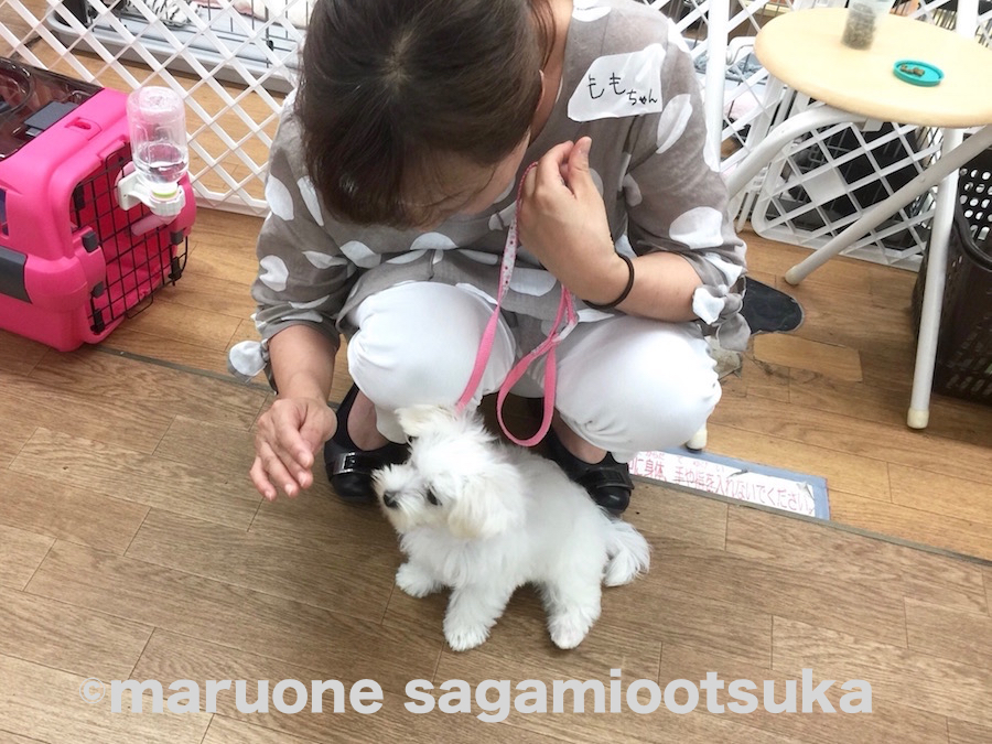 ももちゃんもしっかり合図を見てできました～！ | マルワン × アニコム損保 しつけ教室