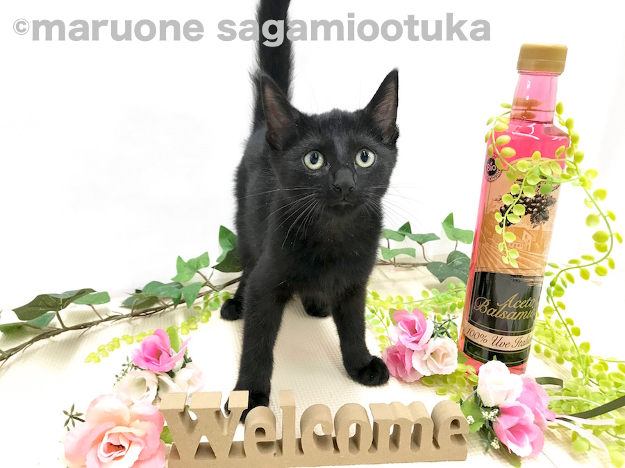 毛色はブラックのみ存在している生粋の黒猫 | ボンベイ （814470） - ペットショップ マルワン相模大塚 神奈川県大和市