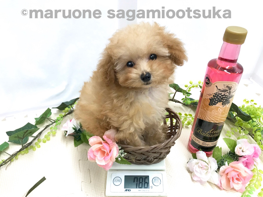 成犬時はティーカップ〜タイニーサイズ♪ | トイ・プードル （814469） - ペットショップ マルワン相模大塚 神奈川県大和市