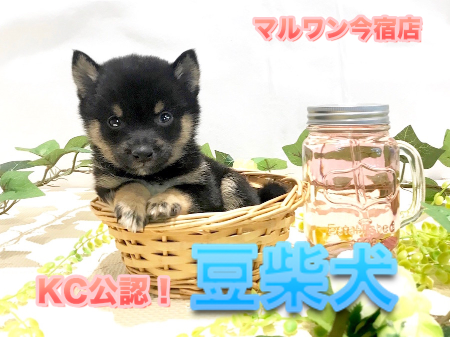 【希少！黒豆柴】体重は驚異の500g台！極小で美しい幻の黒豆柴がやってきた！？：ペットショップマルワン今宿店（横浜市）｜子犬情報No.120120