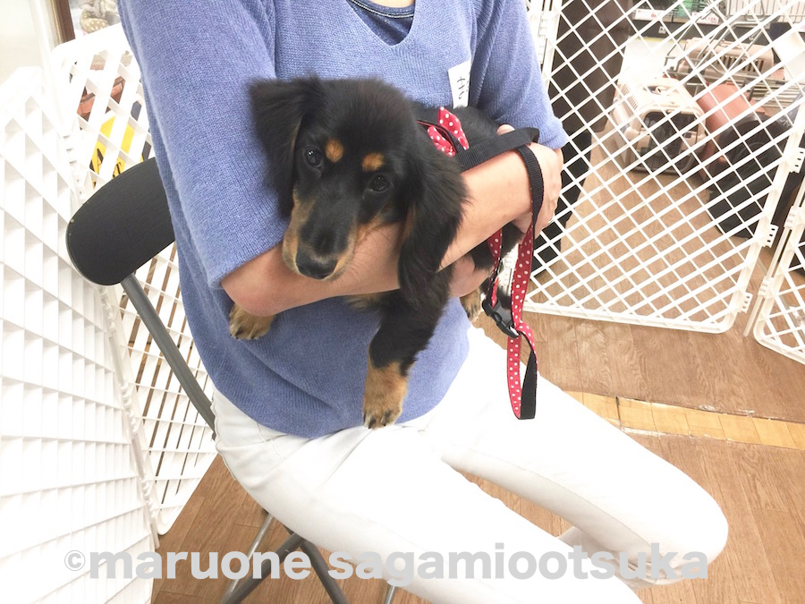 まるちゃん 安全な抱っこ | マルワン × アニコム損保 しつけ教室