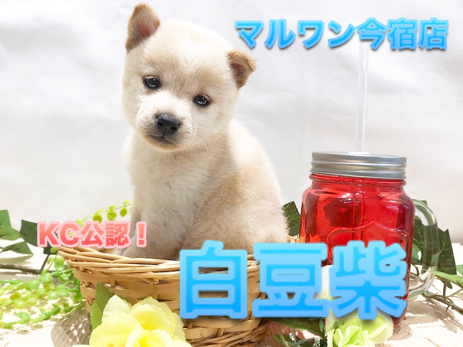 【KC公認！ 白豆柴 】 生後60日で764g！オリジナルポイントに溢れた超希少な白豆柴ちゃんの魅力をたっぷりご紹介♪：ペットショップマルワン今宿店（神奈川県横浜市）｜子犬情報No.120122