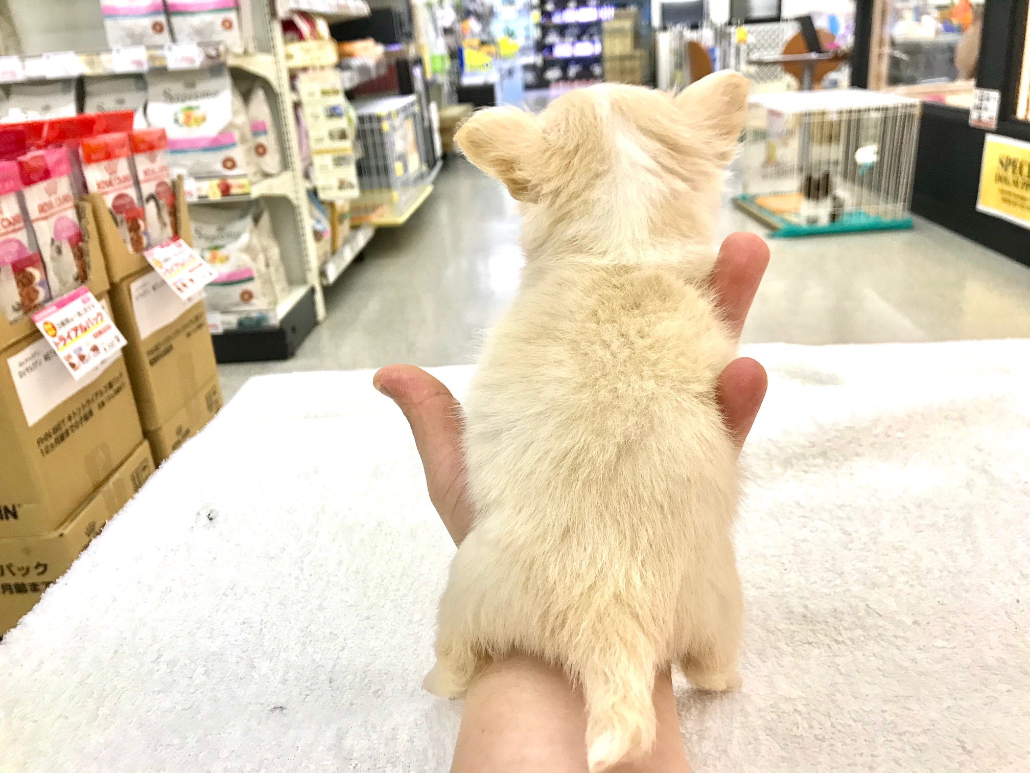 淡く優しいクリームカラー< | 極小 チワワ (117158) - ペットショップ マルワン鎌ヶ谷 千葉県鎌ヶ谷市北初富