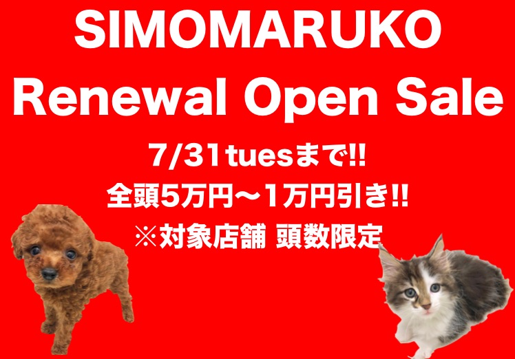 【セール情報】いよいよ大詰め！下丸子店リニューアルオープンセール!!（港北NT店・本羽田店・大倉山店・鶴見店で同時開催）：ペットショップマルワン下丸子店(東京都大田区)