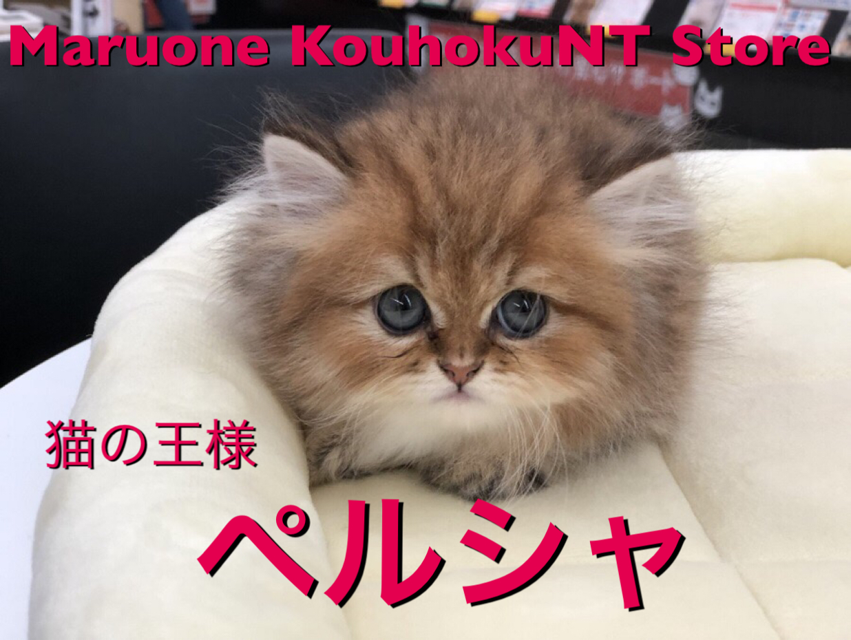 【 猫の王様 ペルシャ 】猫好きは見逃し禁止！港北NT店人気上位描種が再登場！ ： ペットショップ マルワン港北NT店（横浜市） | 子猫情報 | NO.311799