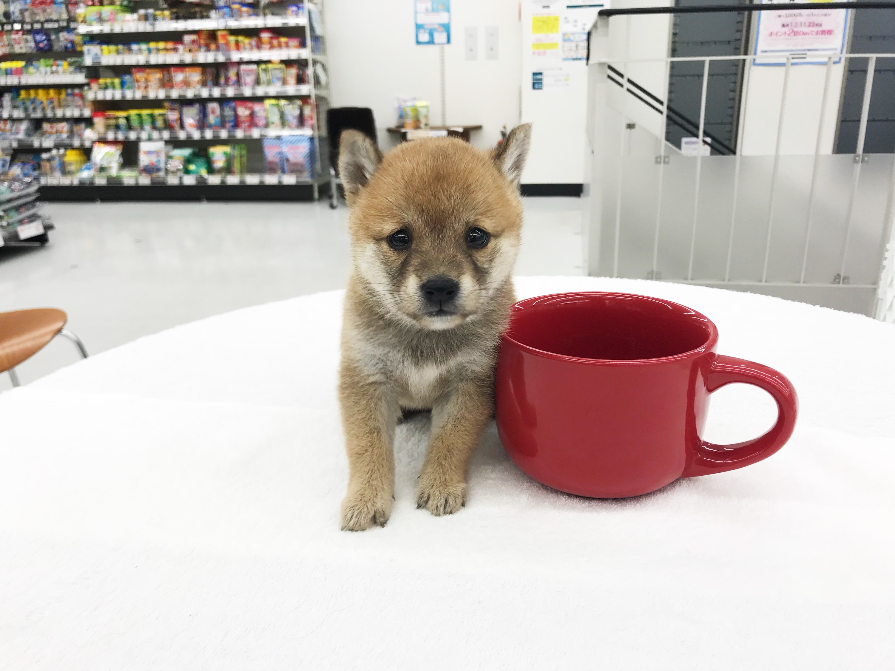 マグカップと同じ大きさ？ | 豆柴 柴犬 （014228） - ペットショップ マルワン東日暮里 東京都荒川区
