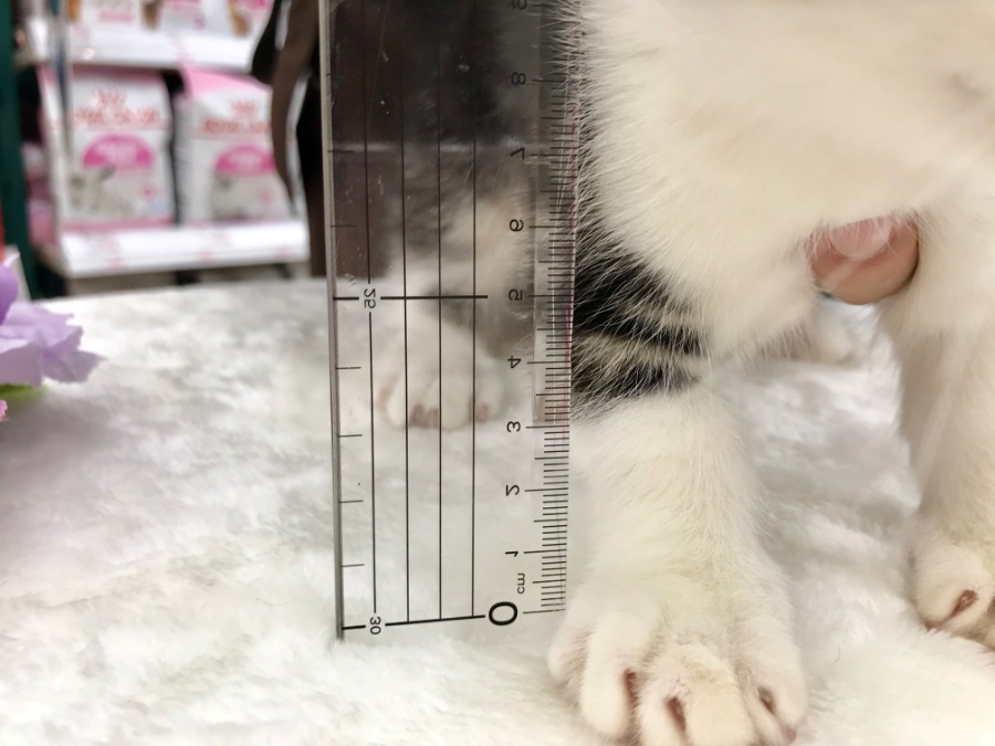 短足 股下5cm！ | マンチカン （119125） - ペットショップ マルワン梅島 東京都足立区