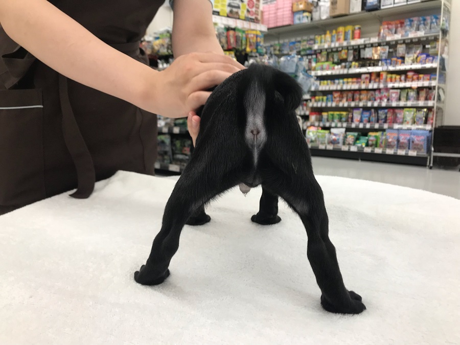 後ろからみた写真 | パグ （014229） - ペットショップ マルワン東日暮里 東京都荒川区