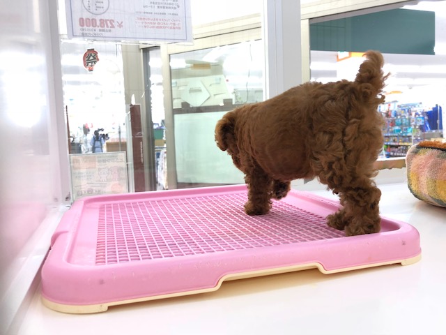 起きてソワソワしだしたプー君は自らおトイレへ！ | トイ・プードル タイニーサイズ （512552） - ペットショップ マルワン本羽田 東京都大田区