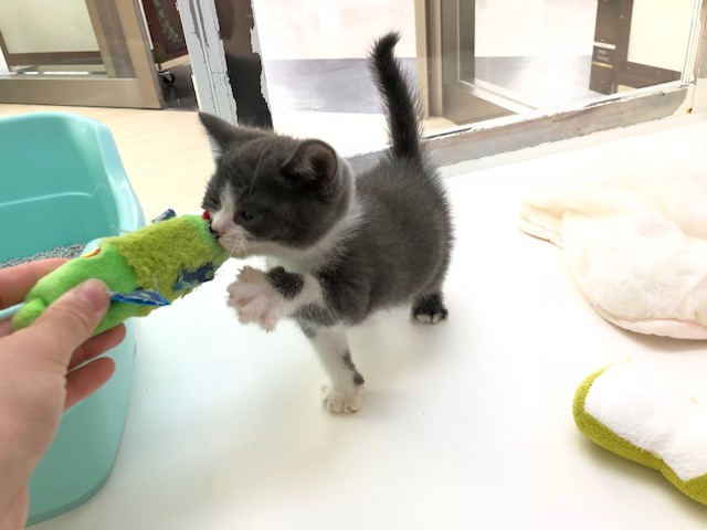 頑張って猫パンチ | ブリテッシュ・ショートヘア （512556） - ペットショップ マルワン本羽田 東京都大田区