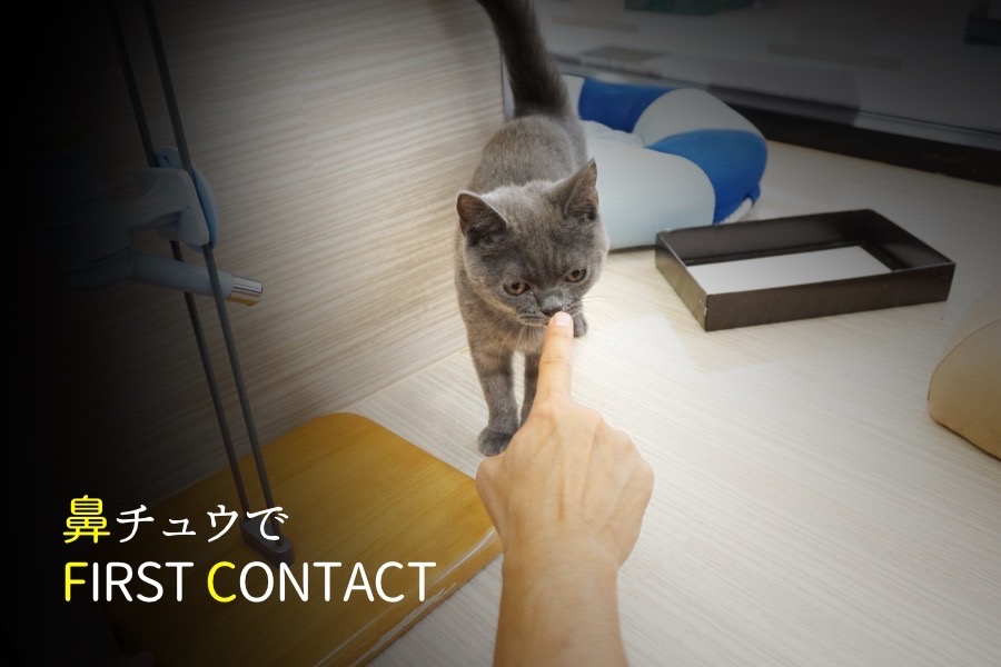 鼻チュウコミュニケーション | ブリティッシュショートヘア (119108) - ペットショップ マルワン梅島 東京都足立区