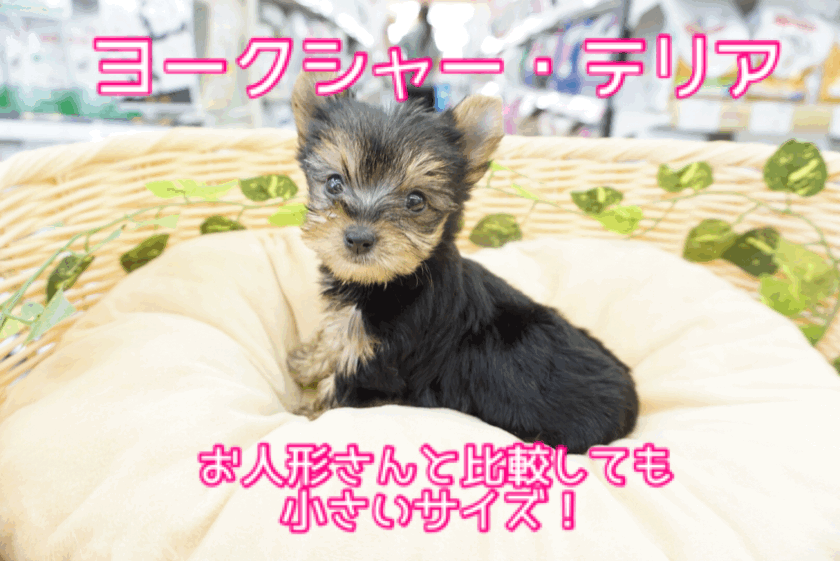 【 ヨークシャーテリア 】小さめヨーキーちゃんとコンパクトライフ!用意したいアイテムもご紹介！ ペットショップ マルワン大倉山店（ 横浜市 ） 子犬情報！ No.6130729