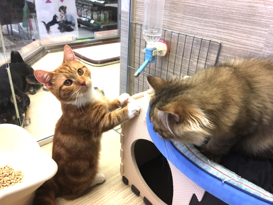 最高レベルの犬慣れ・猫慣れ | マンチカン特集 - ペットショップ マルワン大倉山 神奈川県横浜市港北区
