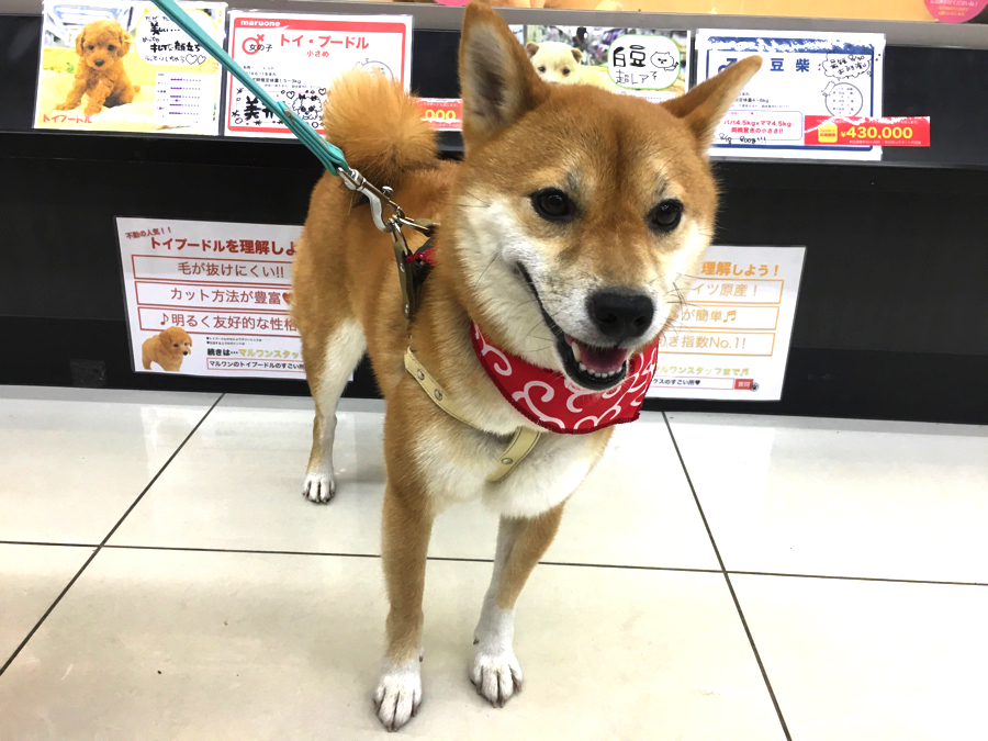 お散歩の時間はどれくらい必要? | 柴犬との生活 - ペットショップ マルワン