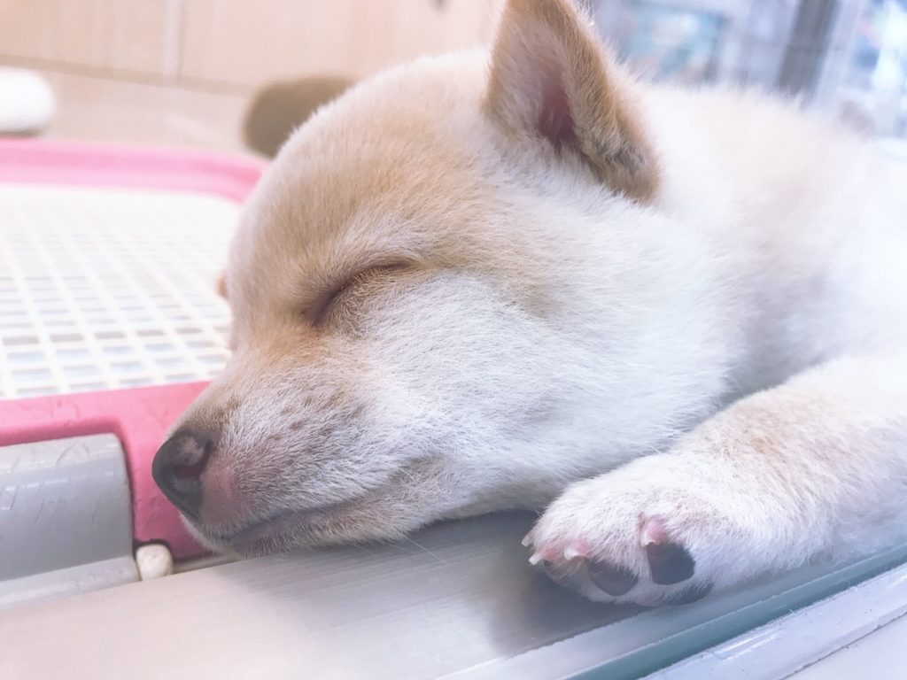 いい夢見ろよ!! | 豆柴 柴犬 （6130727） - ペットショップ マルワン大倉山 神奈川県横浜市港北区
