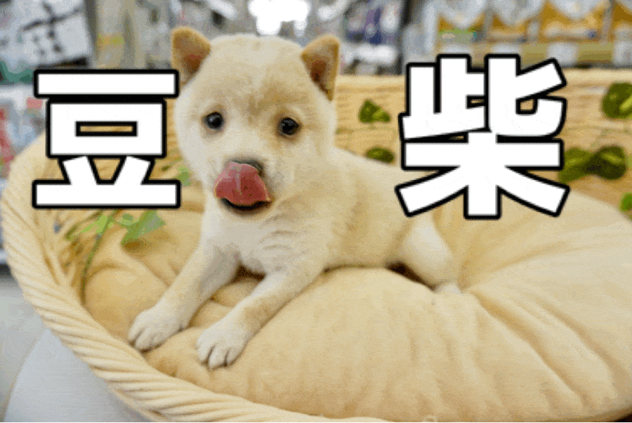 【 白豆柴 】パパとママ4.5kgのコンパクト遺伝子を受け継いだ!手乗り豆柴が柴犬王国にやってきた!! ペットショップ マルワン大倉山店（ 横浜市 ） 子犬情報！No.6130727