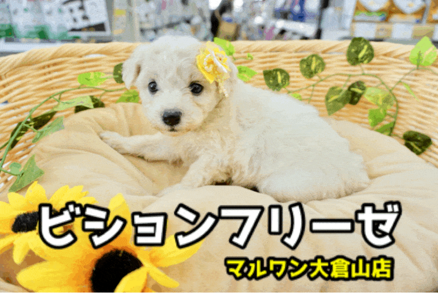 【希少 ビションフリーゼ 】これぞ究極のわたあめDOG！トイプードルを超越したスプリングヘアの成長はとっても楽しみ！ ペットショップ マルワン大倉山店（ 横浜市 ） 子犬情報！ No.6130728