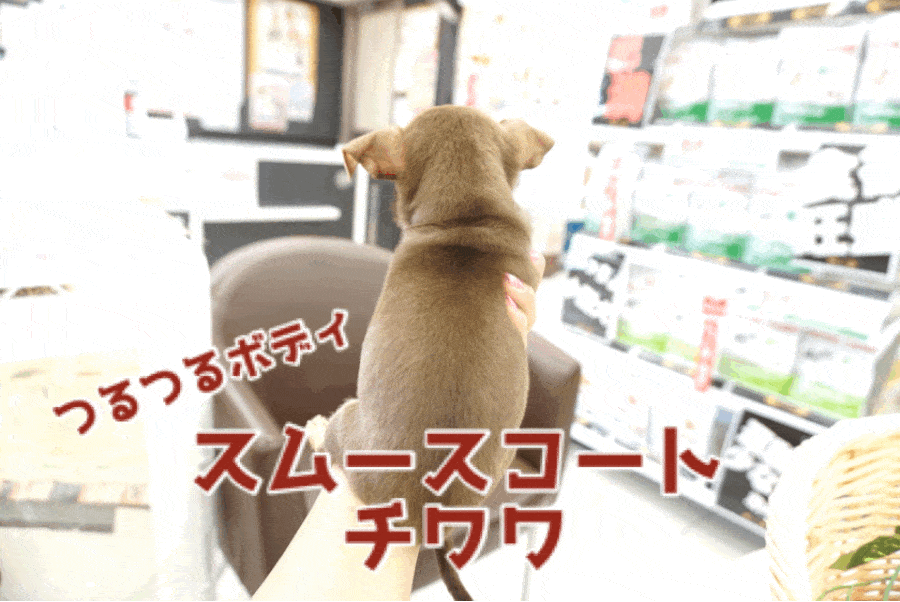 【 チョコタン スムースコート チワワ】つるつるボディの独特のぬくもり感はたまらんす！!大人気で希少なチョコレートカラーは大必見!! ペットショップ マルワン大倉山店（ 横浜市 ） 子犬情報！No.6130730