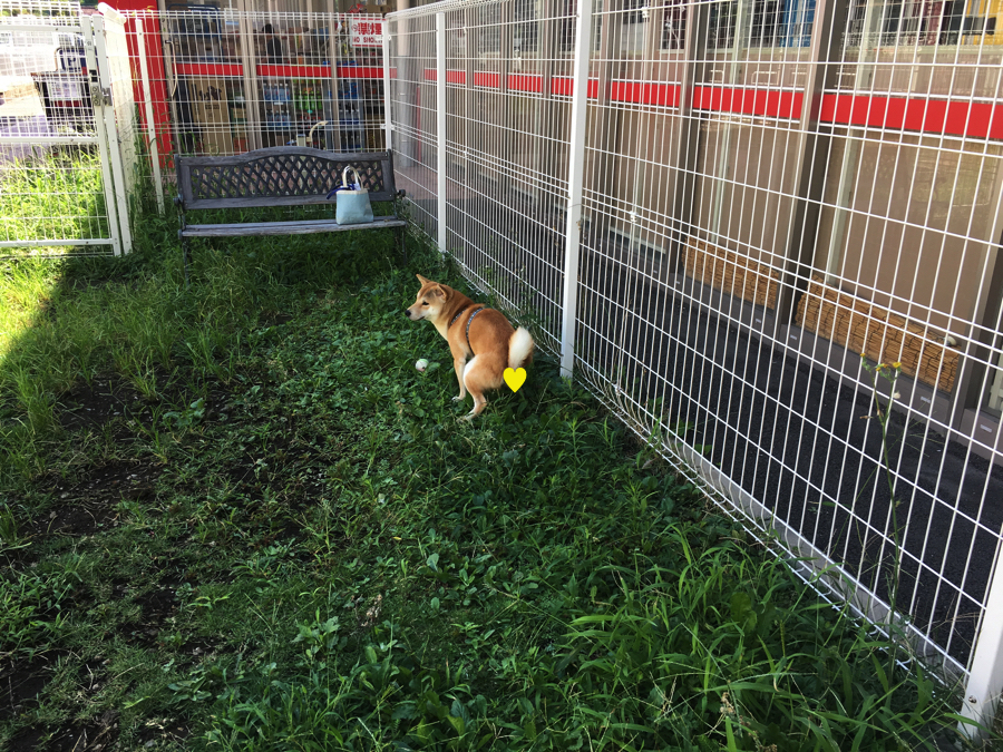 お散歩は一日に40分〜1時間程を目安 | 柴犬との生活 - ペットショップ マルワン