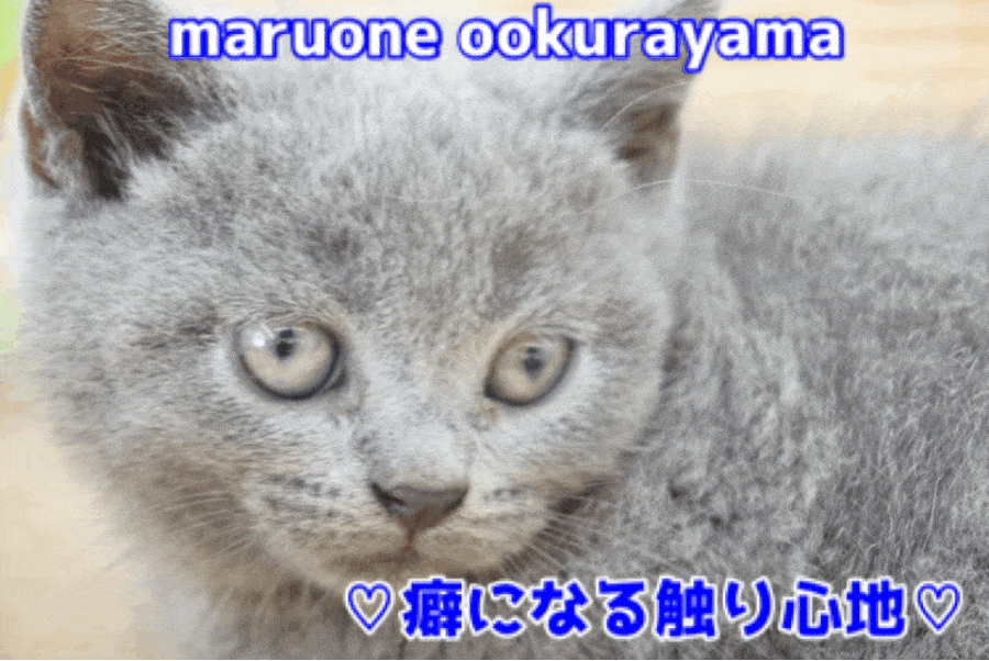 【 ブリティッシュショートヘア 】史上最高のさわり心地はブリえもんの後頭部だったって知ってます？： ペットショップ マルワン大倉山店（ 横浜市港北区 ）｜子猫情報！No.6130731
