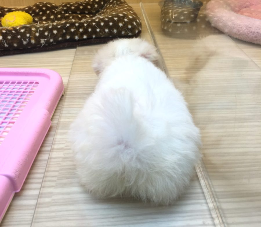 後姿もとってもキュート | マルチーズ （412710） - ペットショップ マルワン武蔵浦和 埼玉県さいたま市