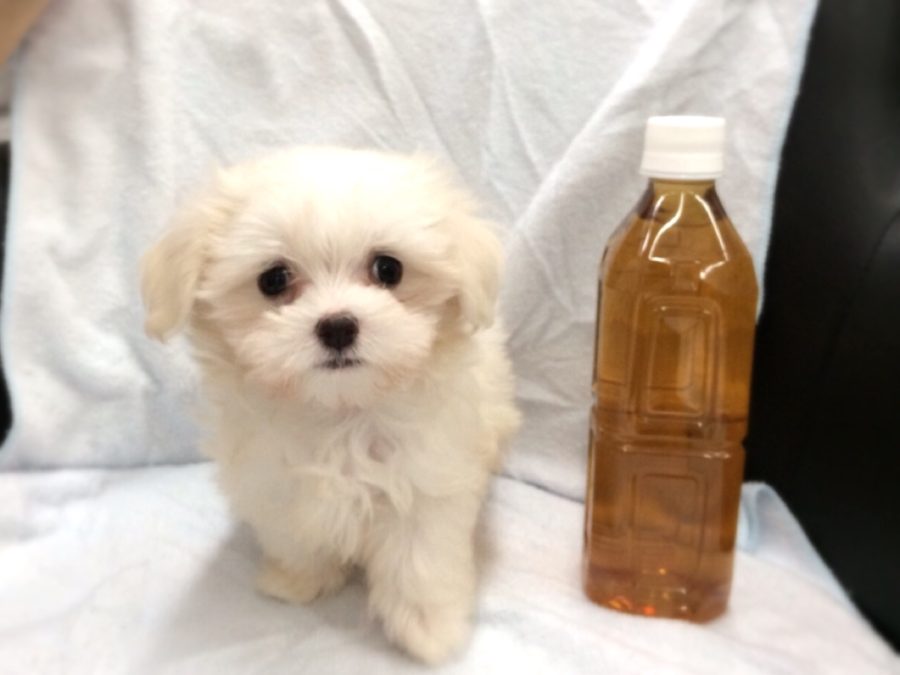 成犬になっても２kgほどにしかならないと予想 | マルチーズ （412710） - ペットショップ マルワン武蔵浦和 埼玉県さいたま市