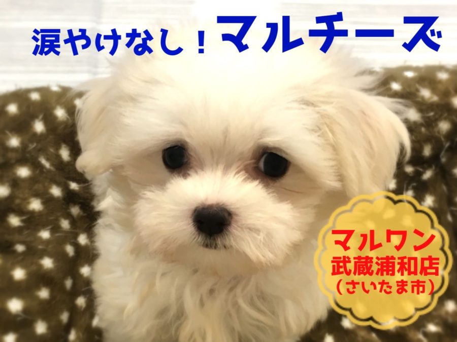【 小さめ マルチーズ 】涙やけなし！ポケットサイズの純白ベイビー！！：マルワン武蔵浦和店（さいたま市）｜子犬情報！No.412710