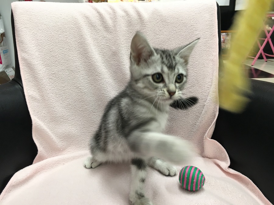 ネコパンチ！ | アメリカンショートヘア （412705） - ペットショップ マルワン武蔵浦和 埼玉県さいたま市