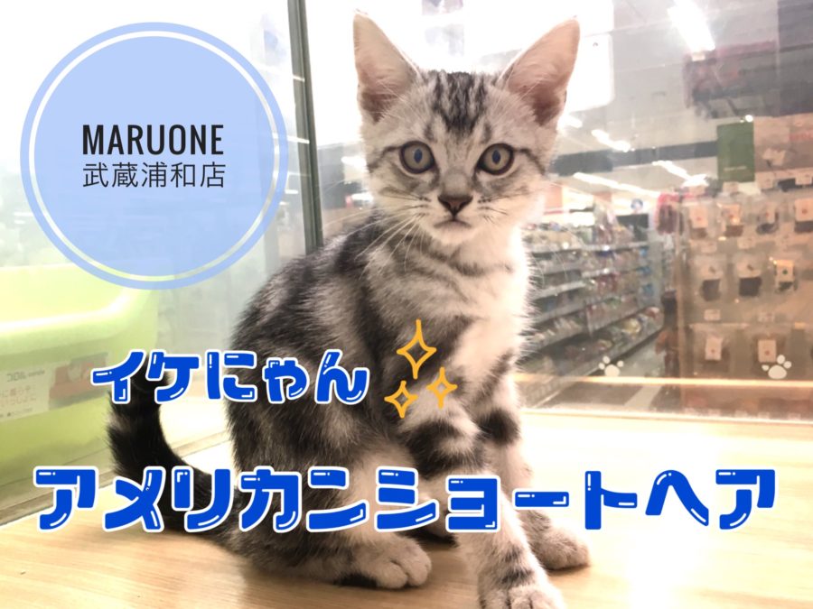 【 アメリカンショートヘア 】シルバータビーの貴公子！！イケにゃんと言えばアメショー！！ マルワン武蔵浦和店（ さいたま市 ） 子猫情報！No.412705