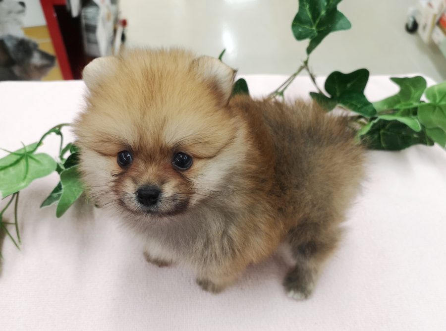 可愛い写真1 | ポメラニアン （412714） - ペットショップ マルワン武蔵浦和 埼玉県さいたま市