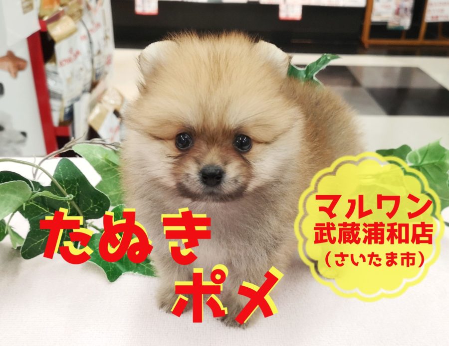 【 たぬきポメ 】埼玉で最もたぬき顔！！ポメラニアン好きは見逃せない！！：マルワン武蔵浦和店（さいたま市）｜子犬情報！No.412714
