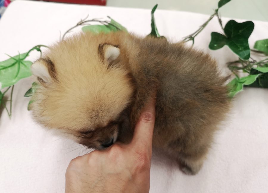  | ポメラニアン （412714） - ペットショップ マルワン武蔵浦和 埼玉県さいたま市