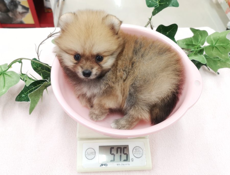体も小さめ生後５０日時点５７５ｇ | ポメラニアン （412714） - ペットショップ マルワン武蔵浦和 埼玉県さいたま市