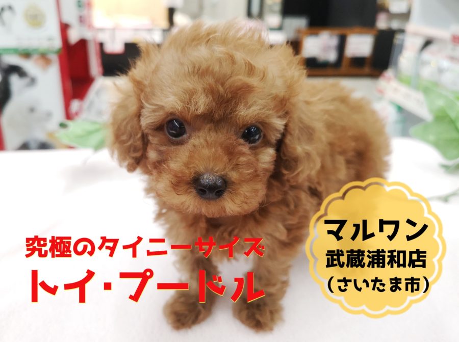 【 タイニーサイズ・プードル 】生後50日で500ｇ！！究極のプリンセスがやって来た！！：マルワン武蔵浦和店（さいたま市）｜オススメ子犬情報！No.412718