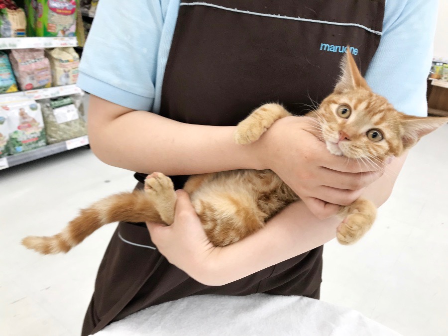 アメショーちゃんの好きなポーズは仰向け抱っこ | アメリカンショートヘア （014222） - ペットショップ マルワン東日暮里 東京都荒川区