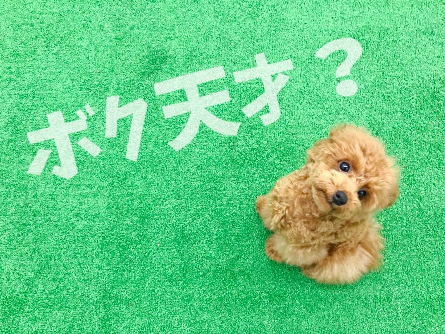 マルワン東日暮里店では「ドッグラントレーニング」を実施しております。 | わんこの検定 - トイ・プードル （014219）