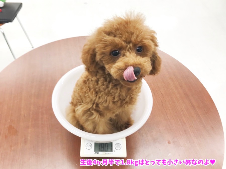 生後４ヶ月半で1.8kg | わんこの検定 - トイ・プードル （014219）